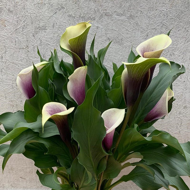 calla lily water plant Da Vinci Calla Lily Bulbs, Zantedeschia