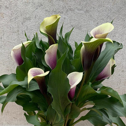 Da Vinci Calla Lily