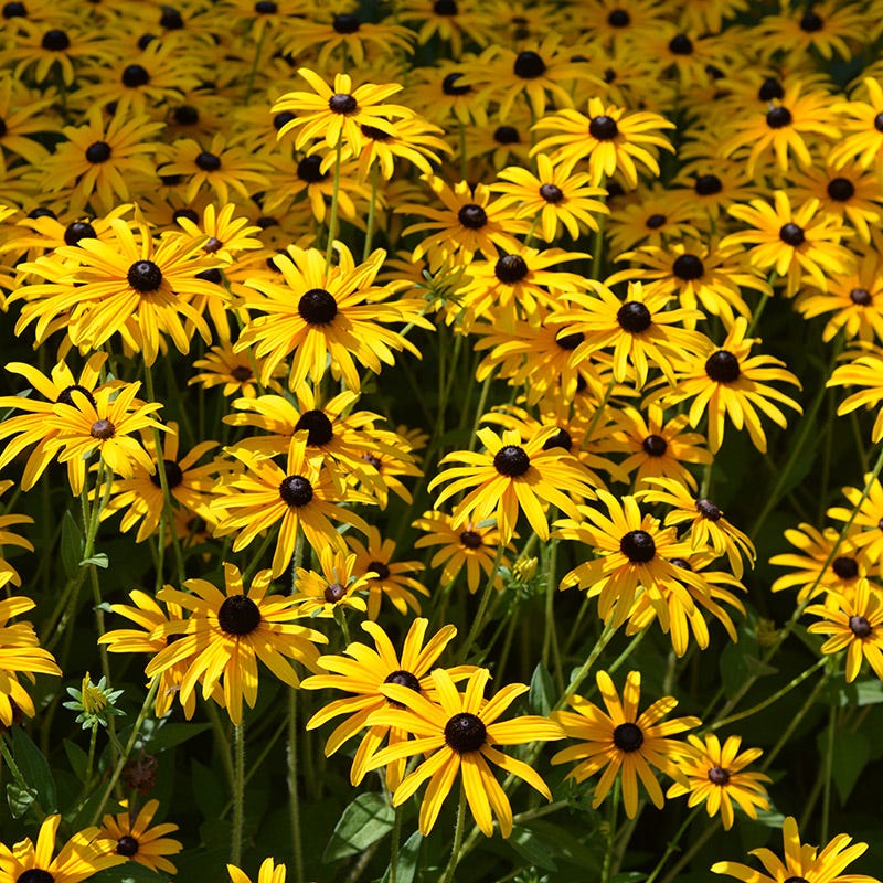 Rudbeckia fulgida v. deamii