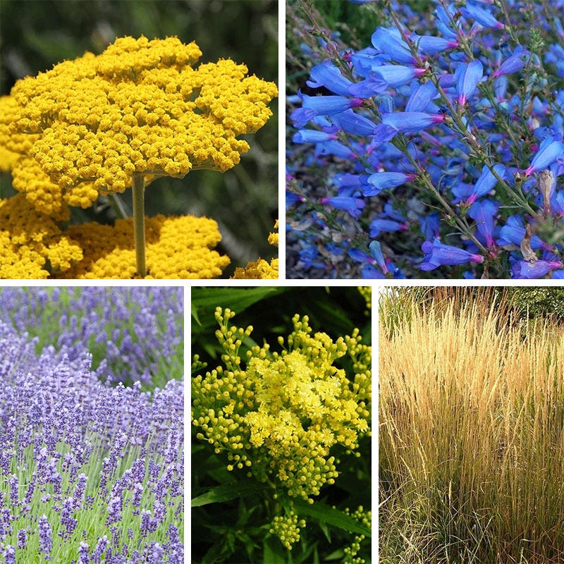 Deer & Rabbit Resistant Collection For The East & Midwest