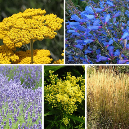 Deer & Rabbit Resistant Collection For The East & Midwest