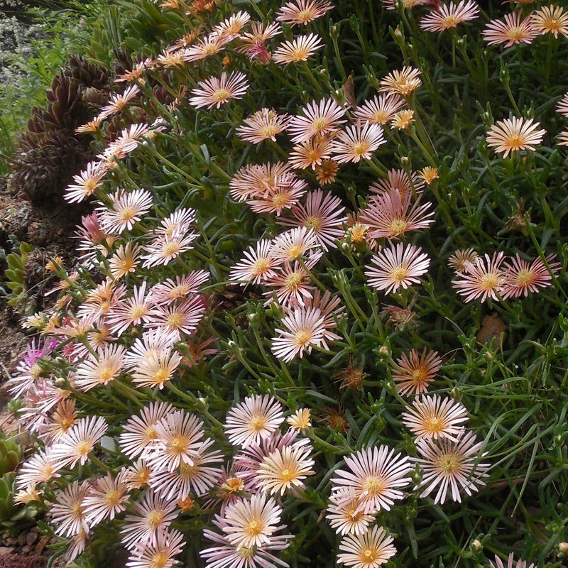 Alan's Apricot Iceplant, Delosperma Alan's Apricot