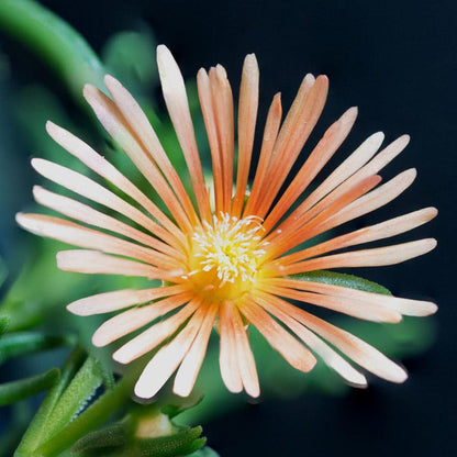 Alan's Apricot Ice Plant