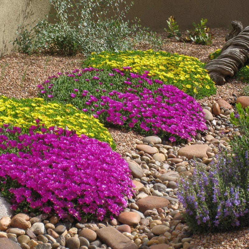 Blut Ice Plant, Delosperma ashtonii Blut