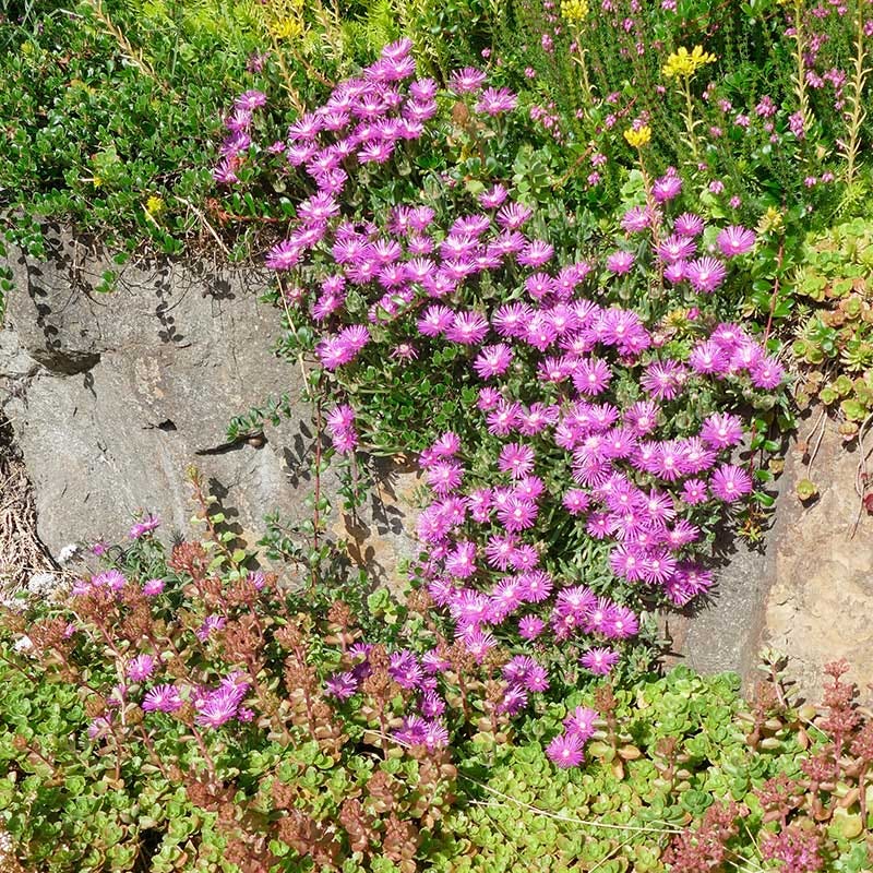 TABLE MOUNTAIN® Ice Plant