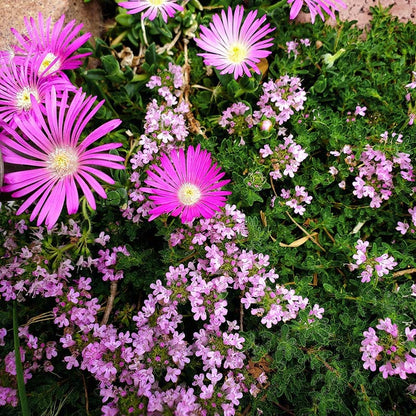 Pink Creeping Thyme