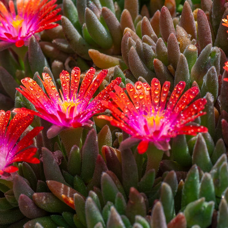 desert jewel succulent garden Jewel of Desert Garnet Ice Plant, Delosperma