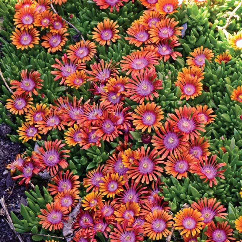 Fire Spinner® Ice Plant