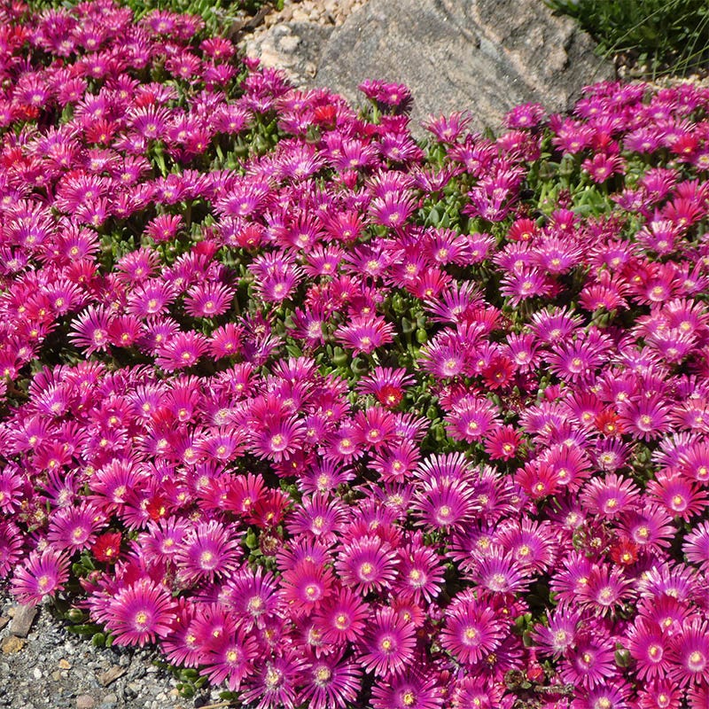 Delosperma Granita Raspberry, Ice Plant | High Country Gardens