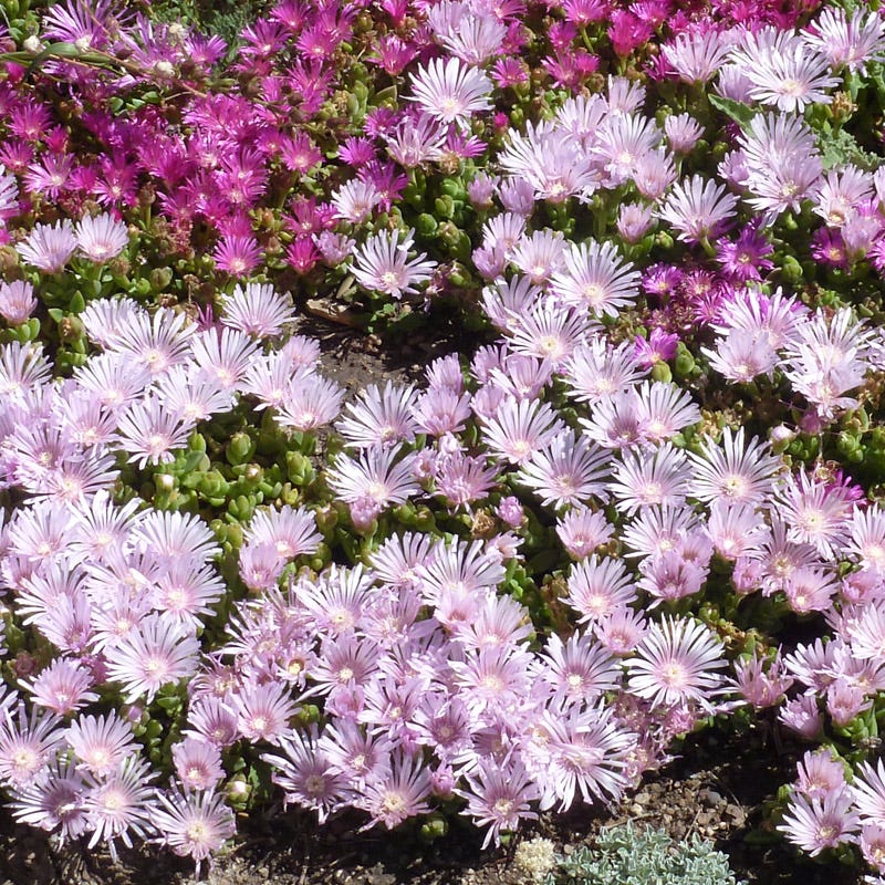 coconut ice lavender plant Lavender Ice Hardy Ice Plant, Delosperma Lavender Ice