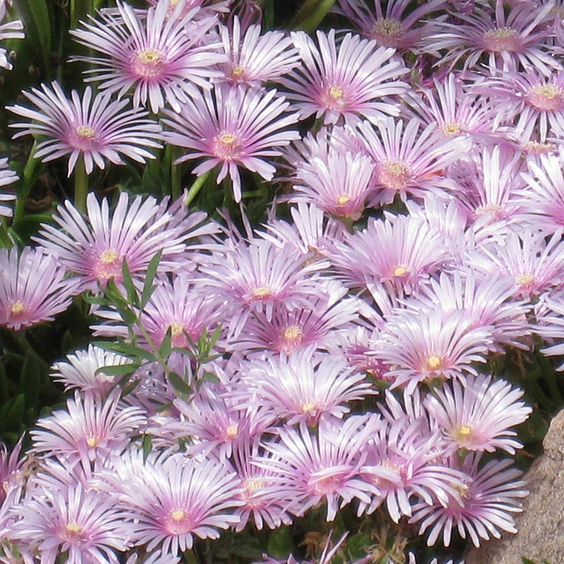 Ice Plant Collection (Delosperma) - Thumbnail 3