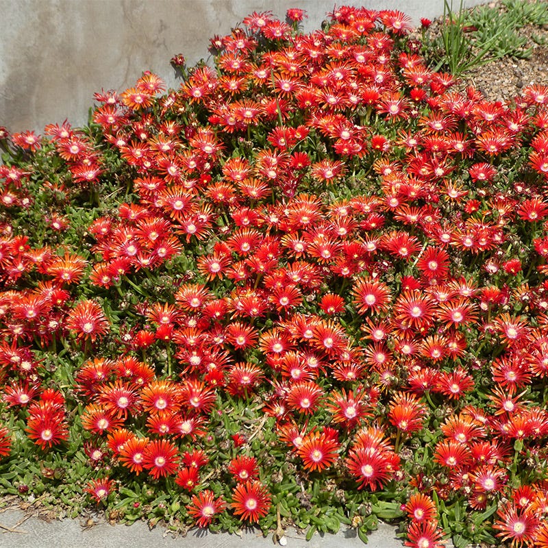 red ice plant succulent Red Mountain Flame Ice Plant, Delosperma Red Mountain Flame