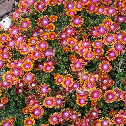 Ice Plant Collection (Delosperma)