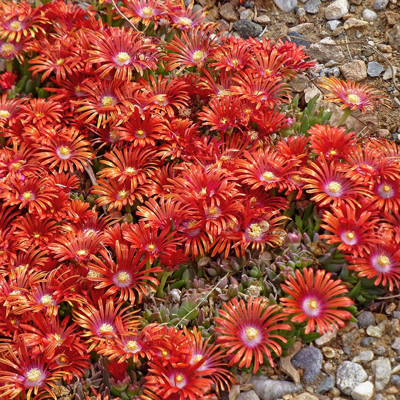 High Country Gardens Red Mountain Flame Ice Plant