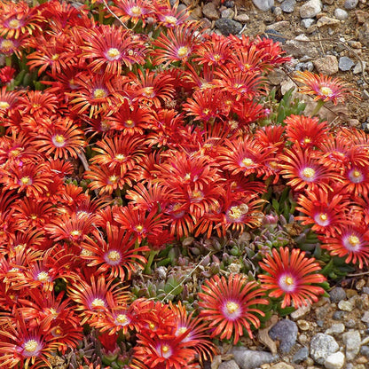 Red Mountain® Flame Ice Plant