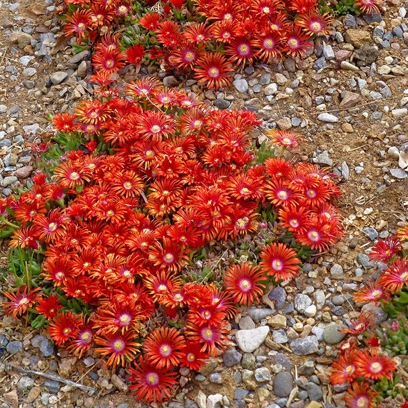 High Country Gardens Red Mountain Flame Ice Plant - Thumbnail 4