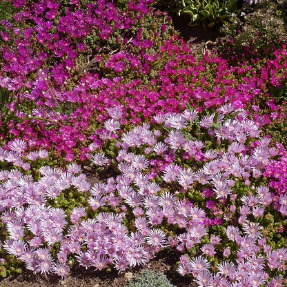 Ice Plant Collection (Delosperma)