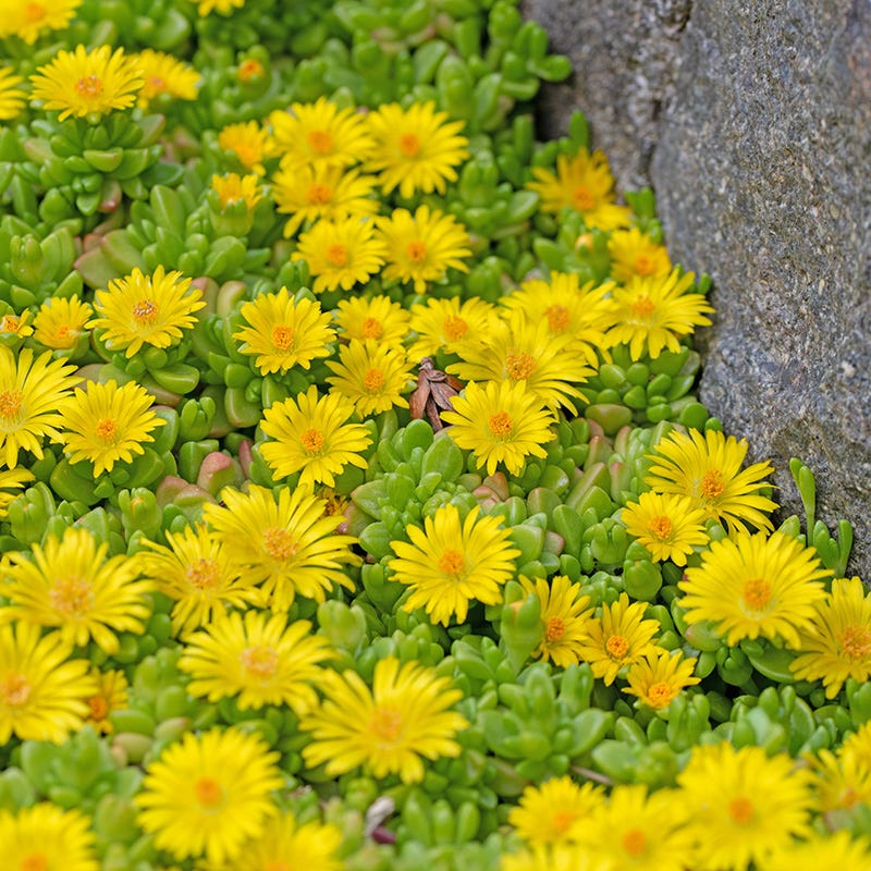 Ice Plant Collection (Delosperma)