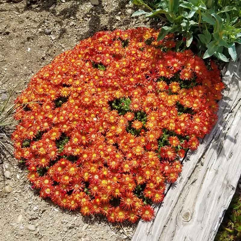 Granita Orange Ice Plant, Delosperma