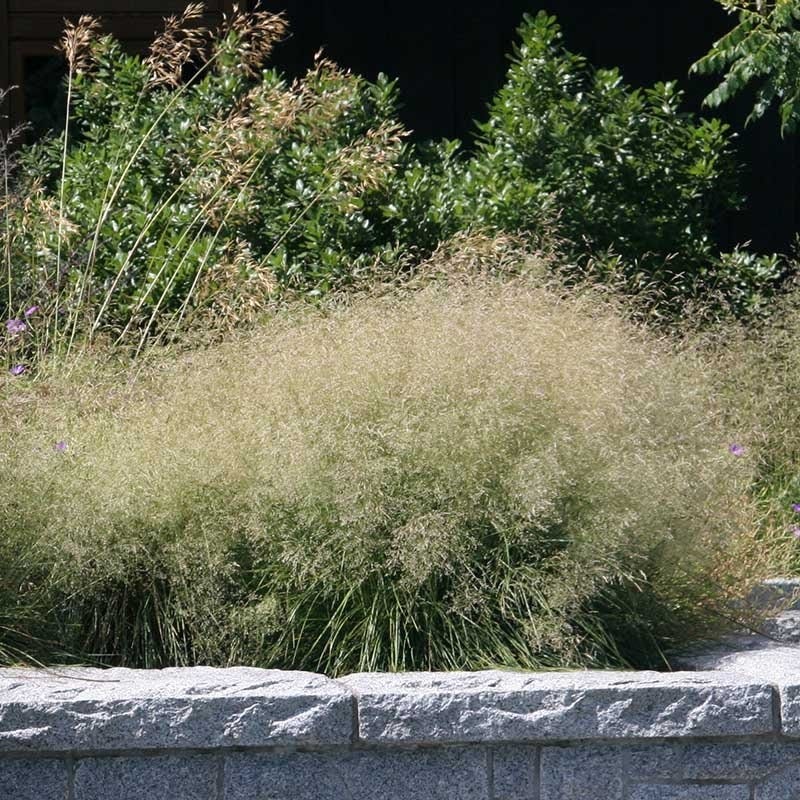Native Midwest Songbird Pre-Planned Garden