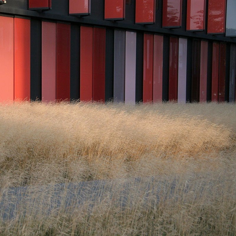 Gold Dew Tufted Hair Grass