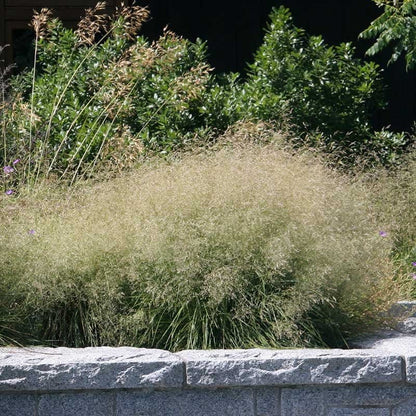 Gold Dew Tufted Hair Grass