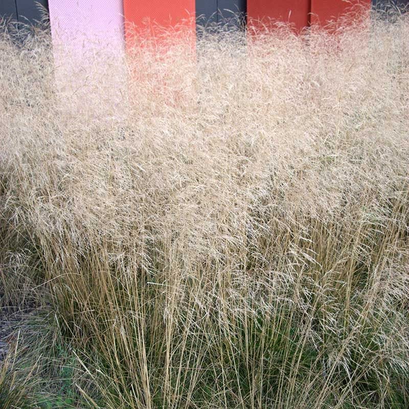 Gold Dew Tufted Hair Grass