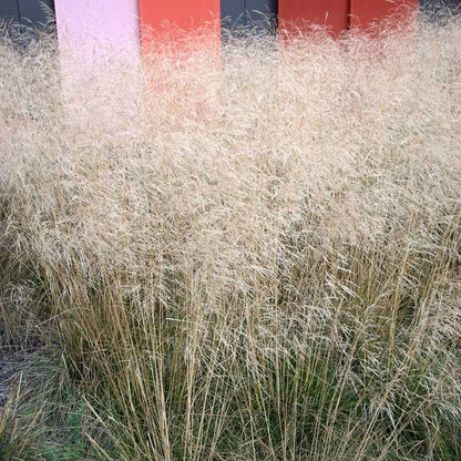 Gold Dew Tufted Hair Grass