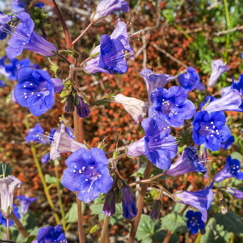 Desert Bluebells Seeds (Phacelia)