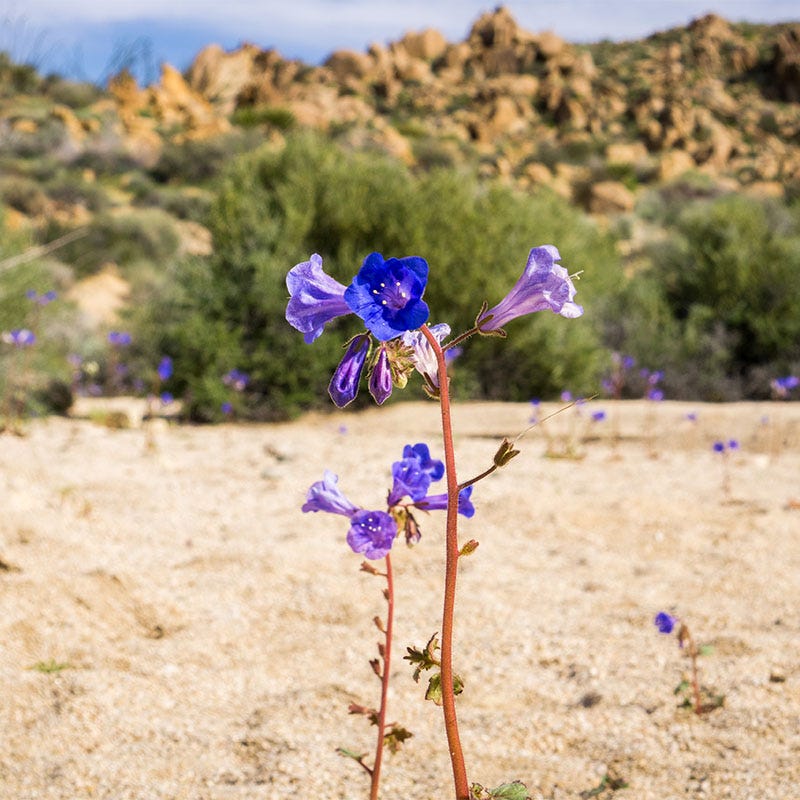 bluebell seeds from flower Desert Bluebells Seeds, Phacelia campanularia
