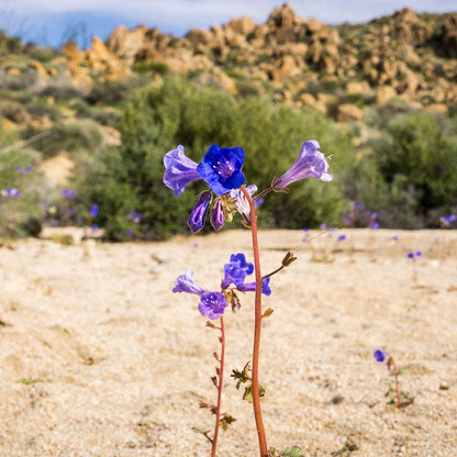 Desert Bluebells Seeds (Phacelia)
