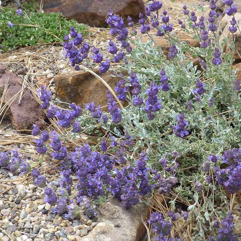 Desert Purple Salvia