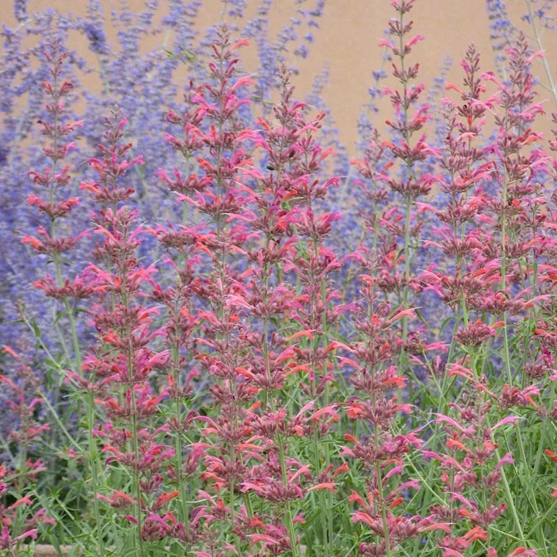 Desert Sunrise® Agastache