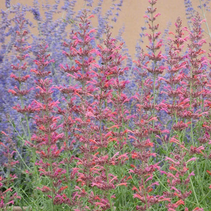 Desert Sunrise® Agastache