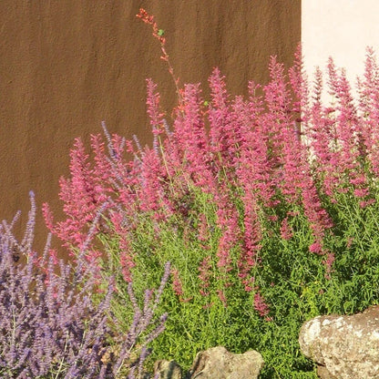 Best In Show Agastache Collection