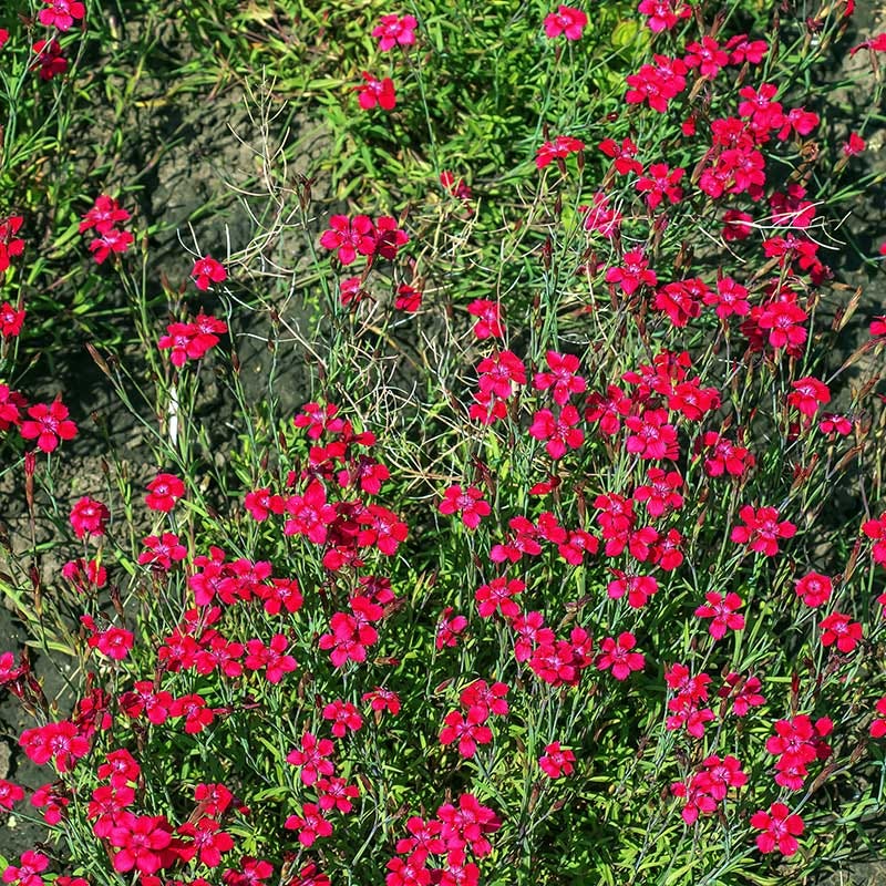 Dianthus deltoides 'Flashing Lights' - Thumbnail 2