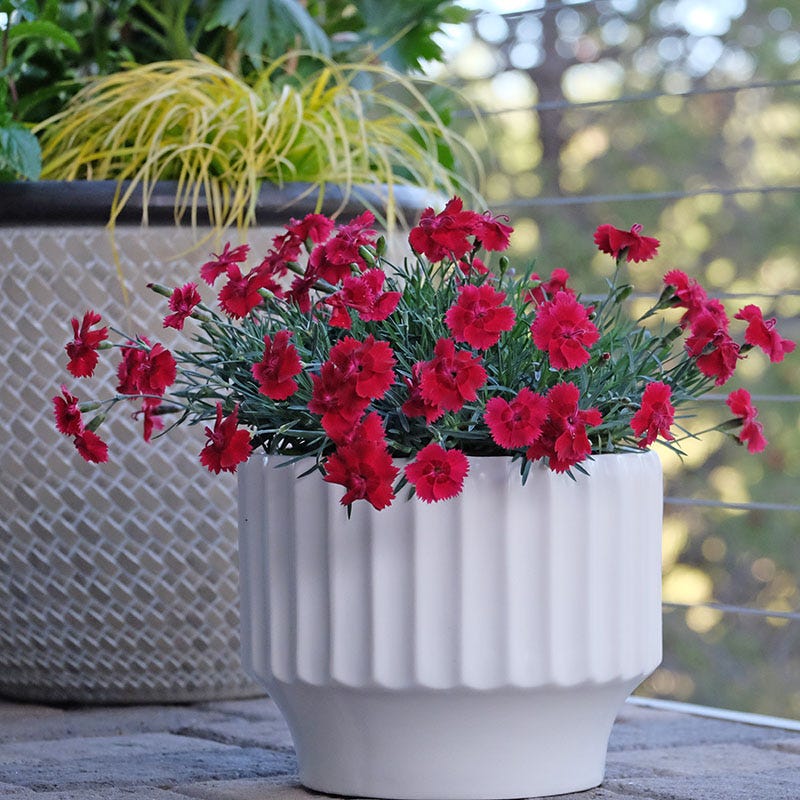 dianthus potted plant QP Dianthus x Star Single 'Fire Star'/ Red
