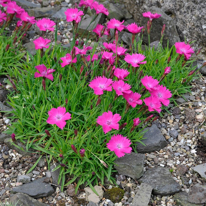 Kahori® Pink Dianthus