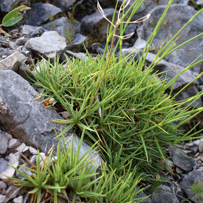 Fragrant Snowflake Dianthus