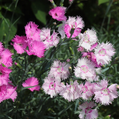Spring Beauty Dianthus Mix