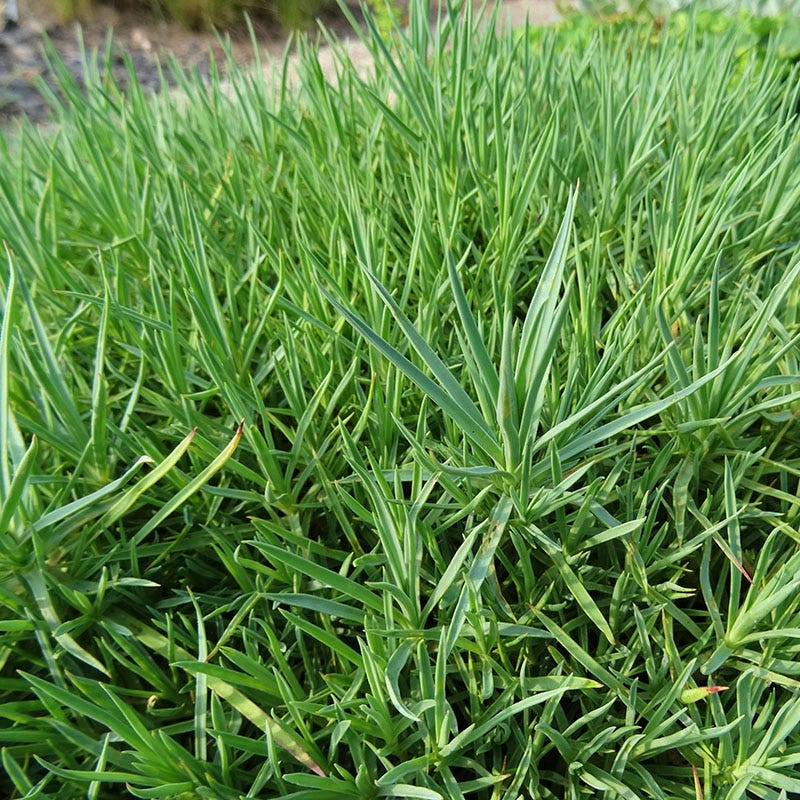 Spring Beauty Dianthus Mix