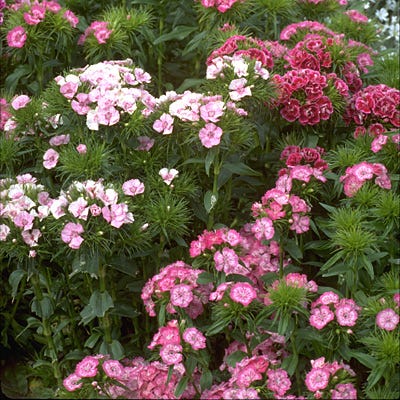 Sweet William Seeds (Dianthus)