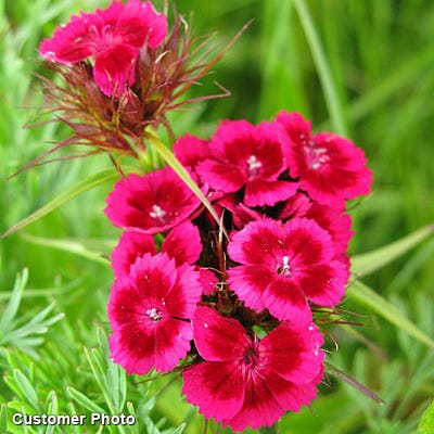 Sweet William Seeds (Dianthus)
