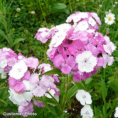 Sweet William Seeds (Dianthus)