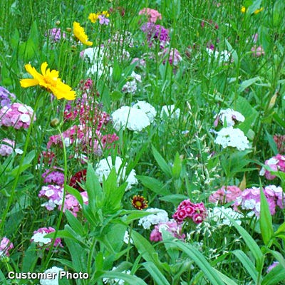 Sweet William Seeds (Dianthus)