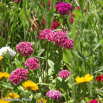 Sweet William Seeds (Dianthus)