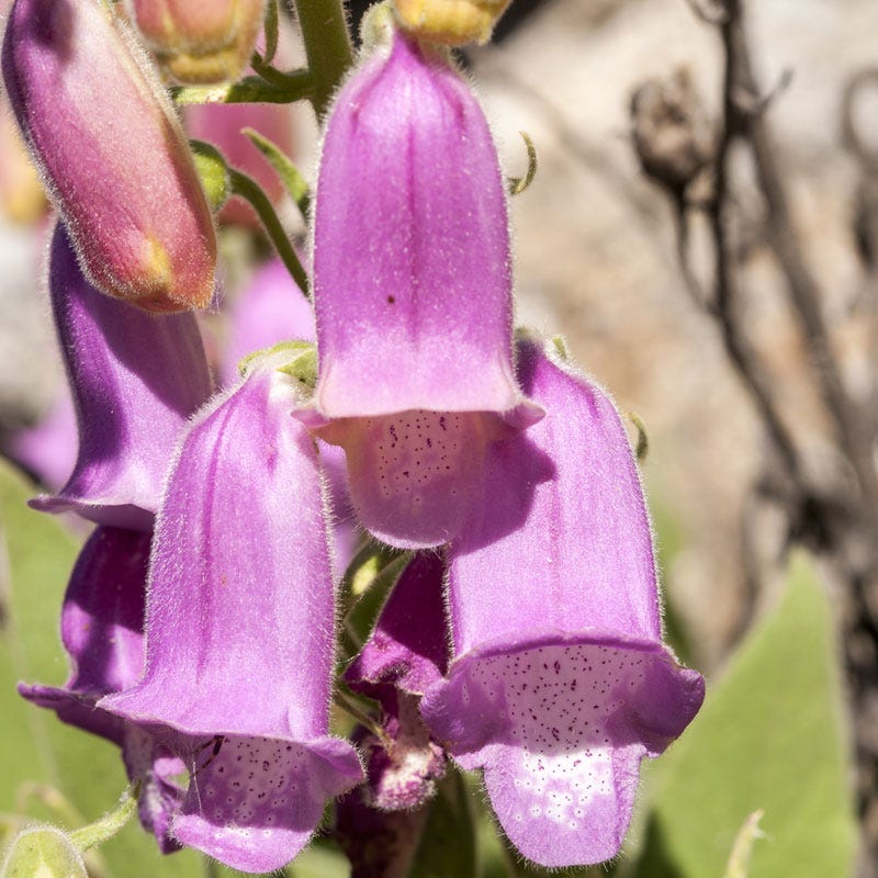 Spanish Peaks® Foxglove