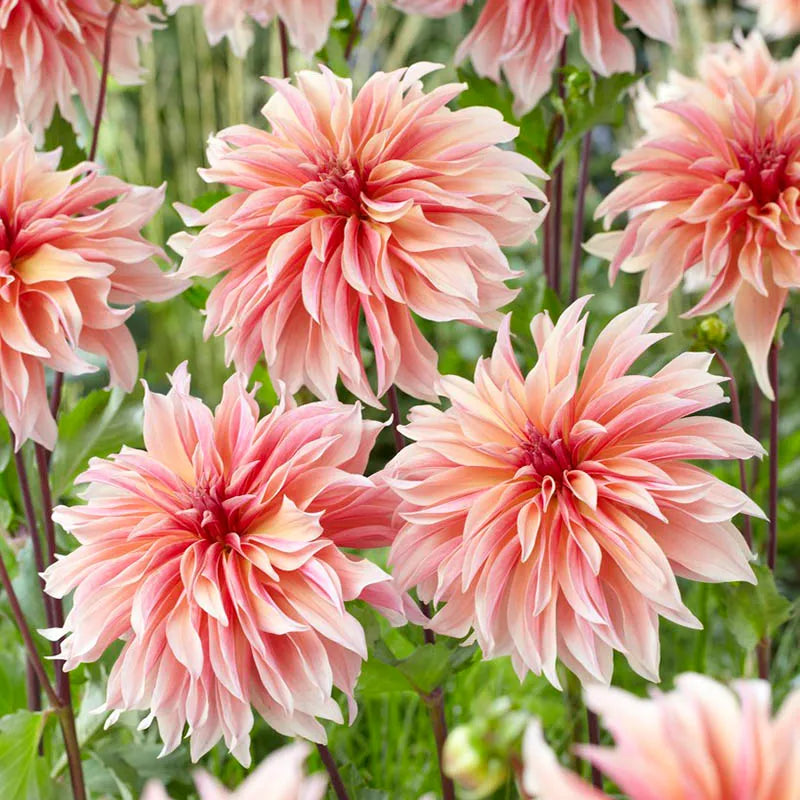 Labyrinth Dinnerplate Dahlia
