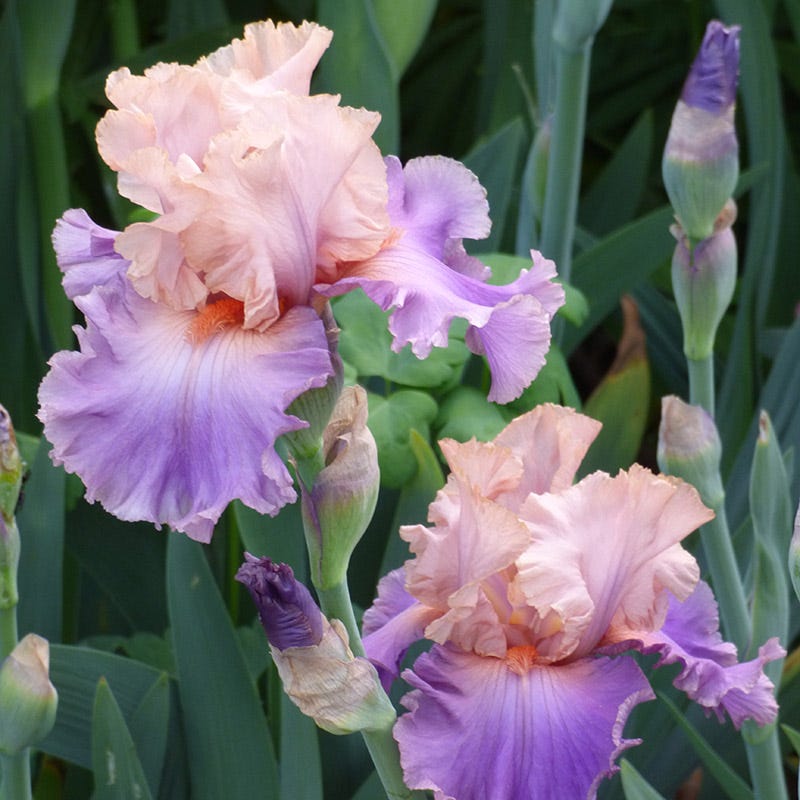 Discovered Treasure Bearded Iris