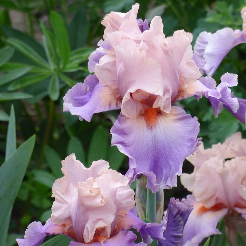 Discovered Treasure Bearded Iris - Thumbnail 2